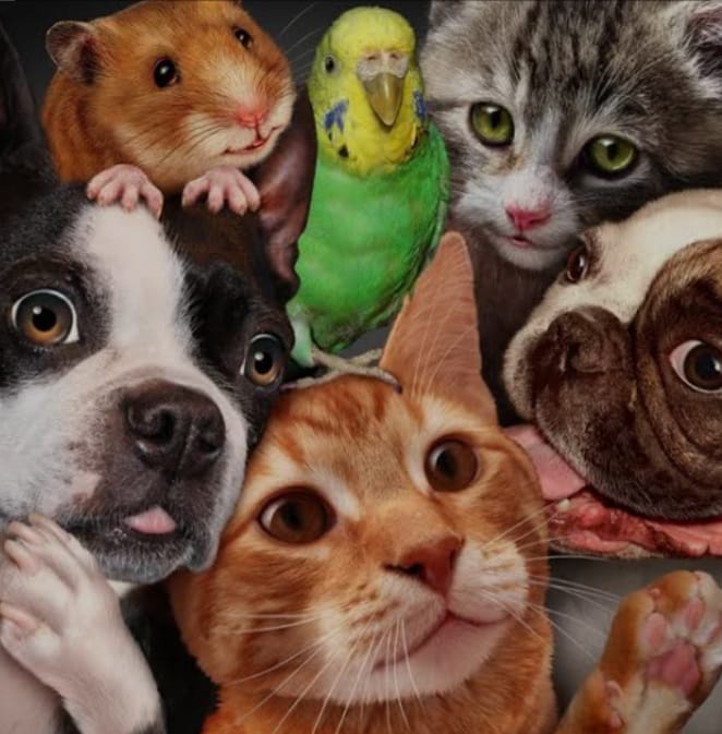 Capa do artigo Pets Em Condomínios: Direitos e Obrigações