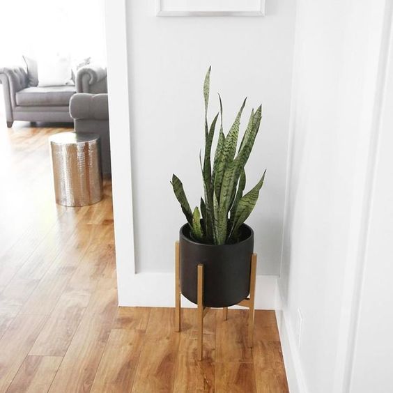 Capa do artigo 'Plantas Na Decoração! Pt 1' na categoria Decoração